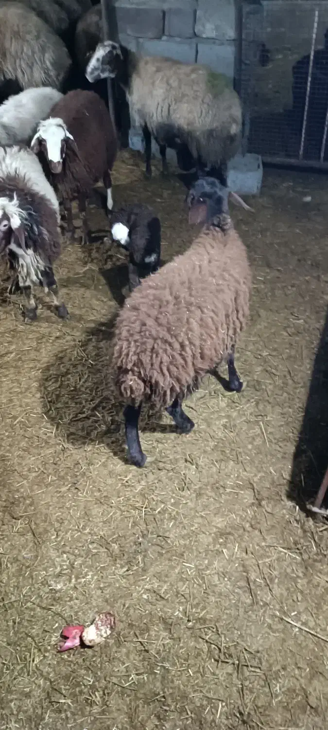 بره نر داشتی در دهگلان|حیوانات مزرعه|بلبان آباد, |دیوار