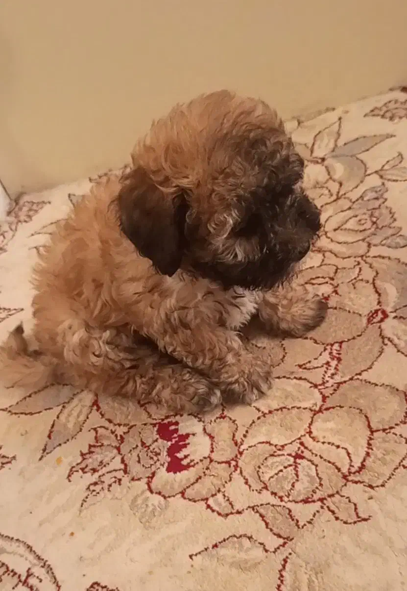 سگ پودل|سگ|شیراز, کوشک میدان|دیوار