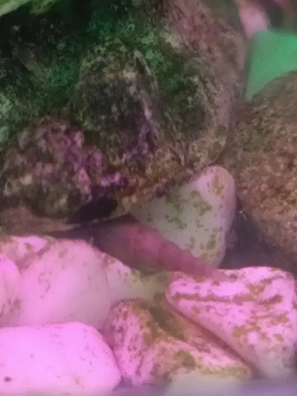 حلزون|خزنده|کرج, آق تپه|دیوار