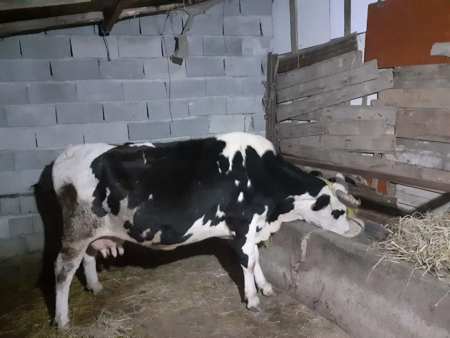 گاو هلشتاین شیری|حیوانات مزرعه|ماسال, |دیوار