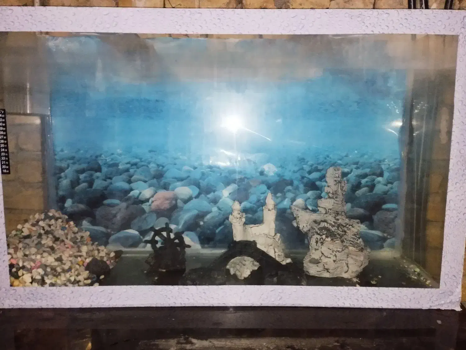 آکواریوم|ماهی|تربتحیدریه, داروپخش|دیوار