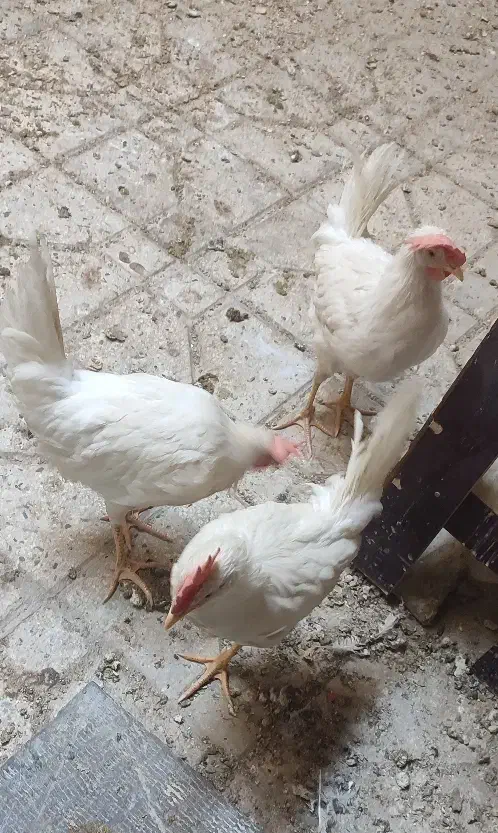 مرغ و خروس|حیوانات مزرعه|ماهدشت, |دیوار