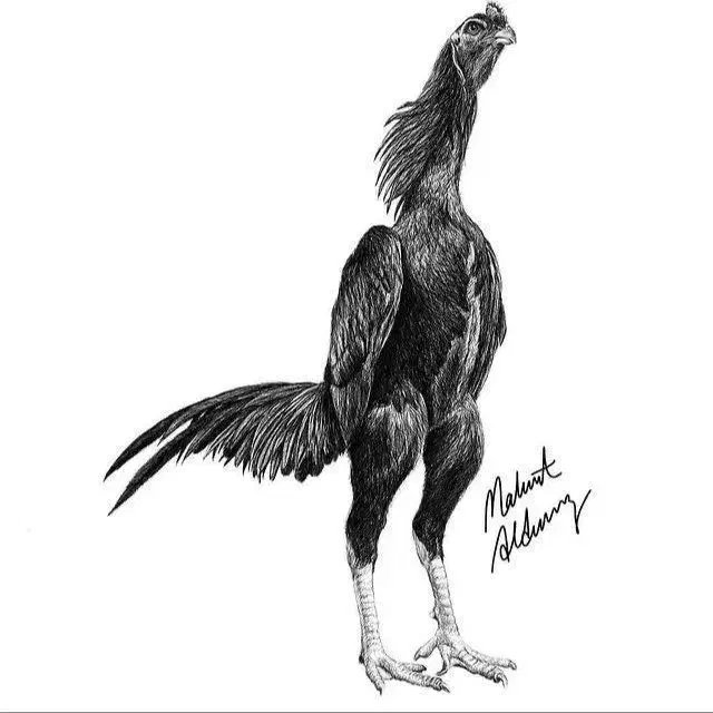 تخم مرغ|پرنده|اردبیل, |دیوار