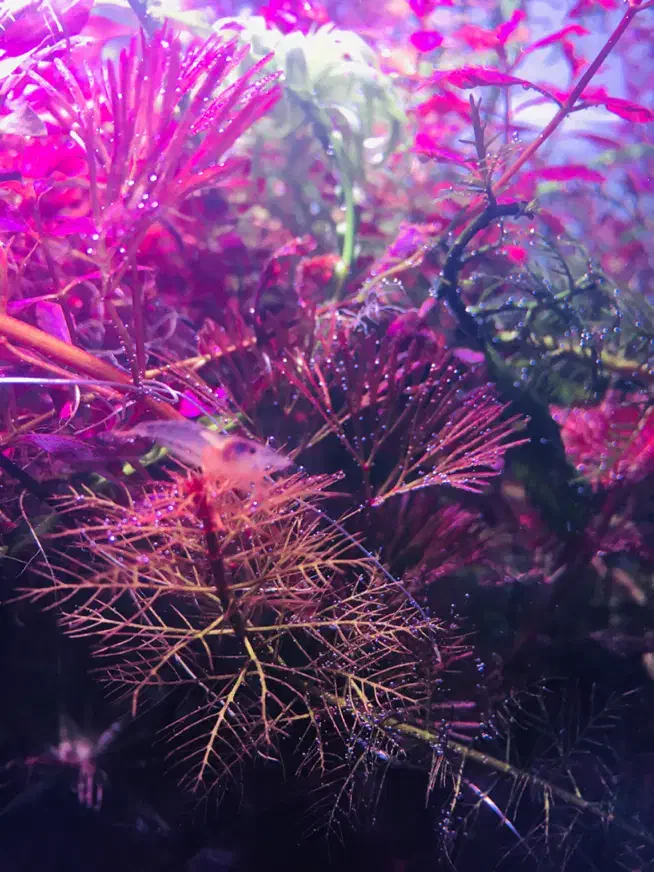 گیاه پلنت|ماهی|تهران, جوانمردان (اندیشه)|دیوار