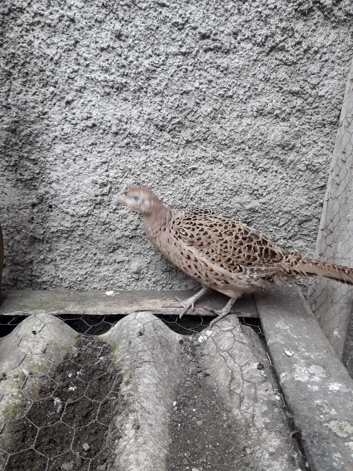 مرغ|حیوانات مزرعه|رشت, جماران|دیوار