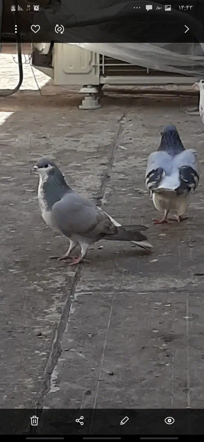 دمگیر|پرنده|اصفهان, گرکان|دیوار