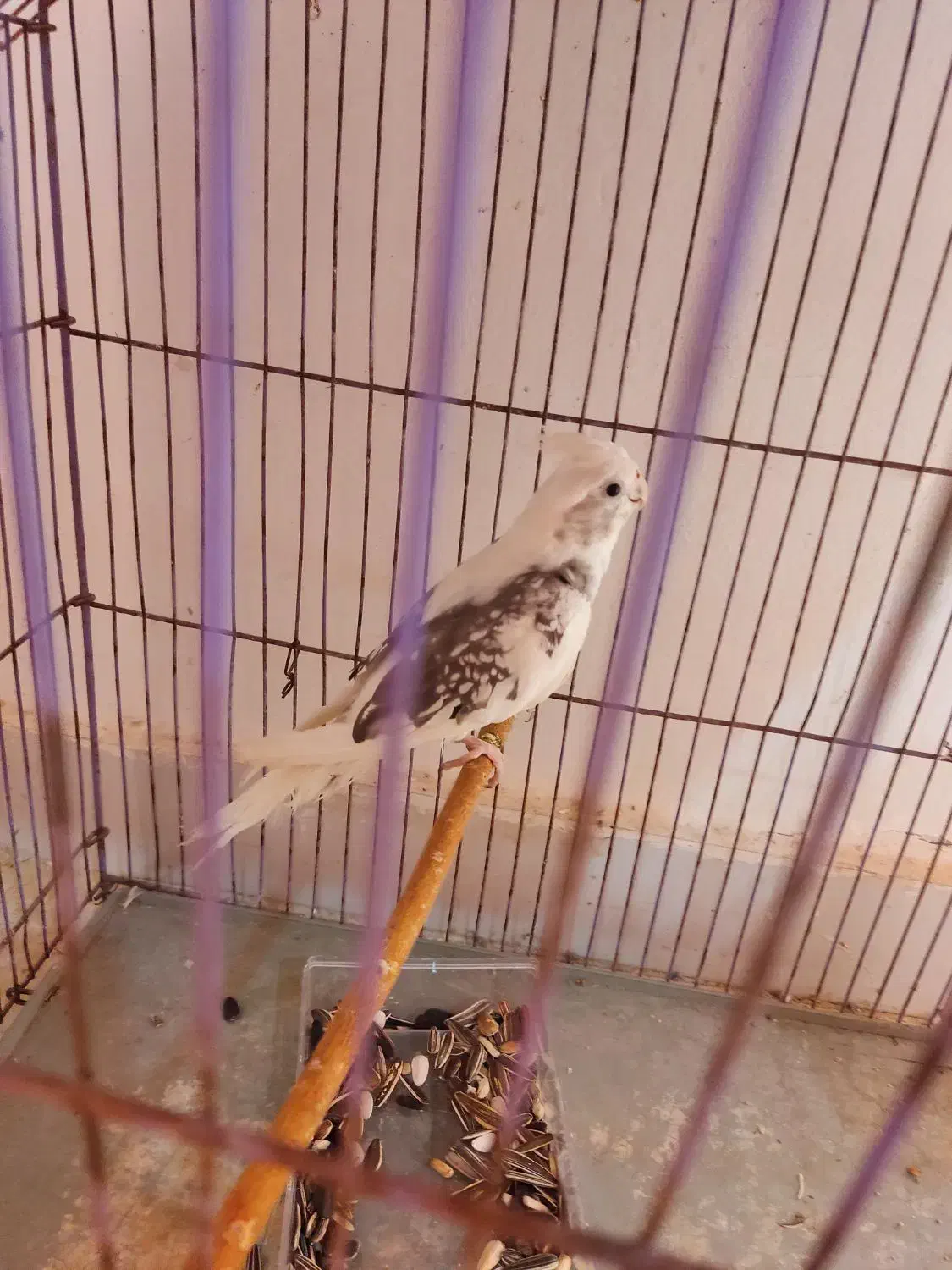 عروس هلندی .فنج نرگسی|پرنده|بندرعباس, |دیوار