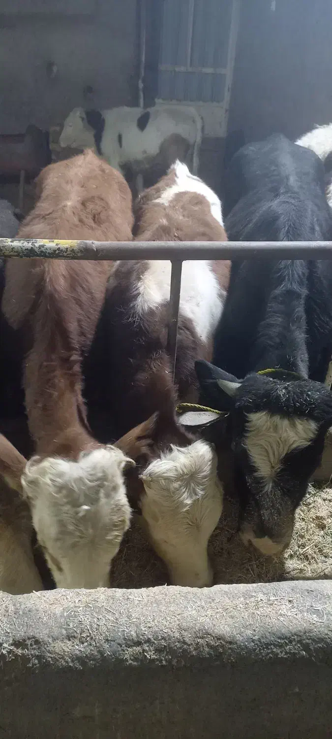 فروش گوساله های درجه یک پرواری درهمه وزن|حیوانات مزرعه|فرمهین, |دیوار
