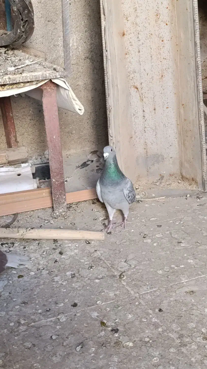 معاوضه کبوتر پلاکی|پرنده|گچی, |دیوار
