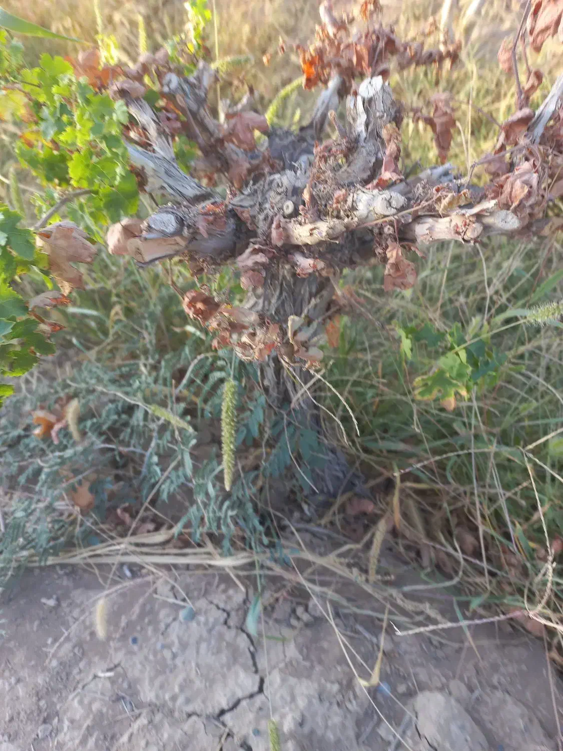 کنده میم انگور به همراه یه تنه درخت توت|خدمات باغبانی و درختکاری|بردسکن, |دیوار