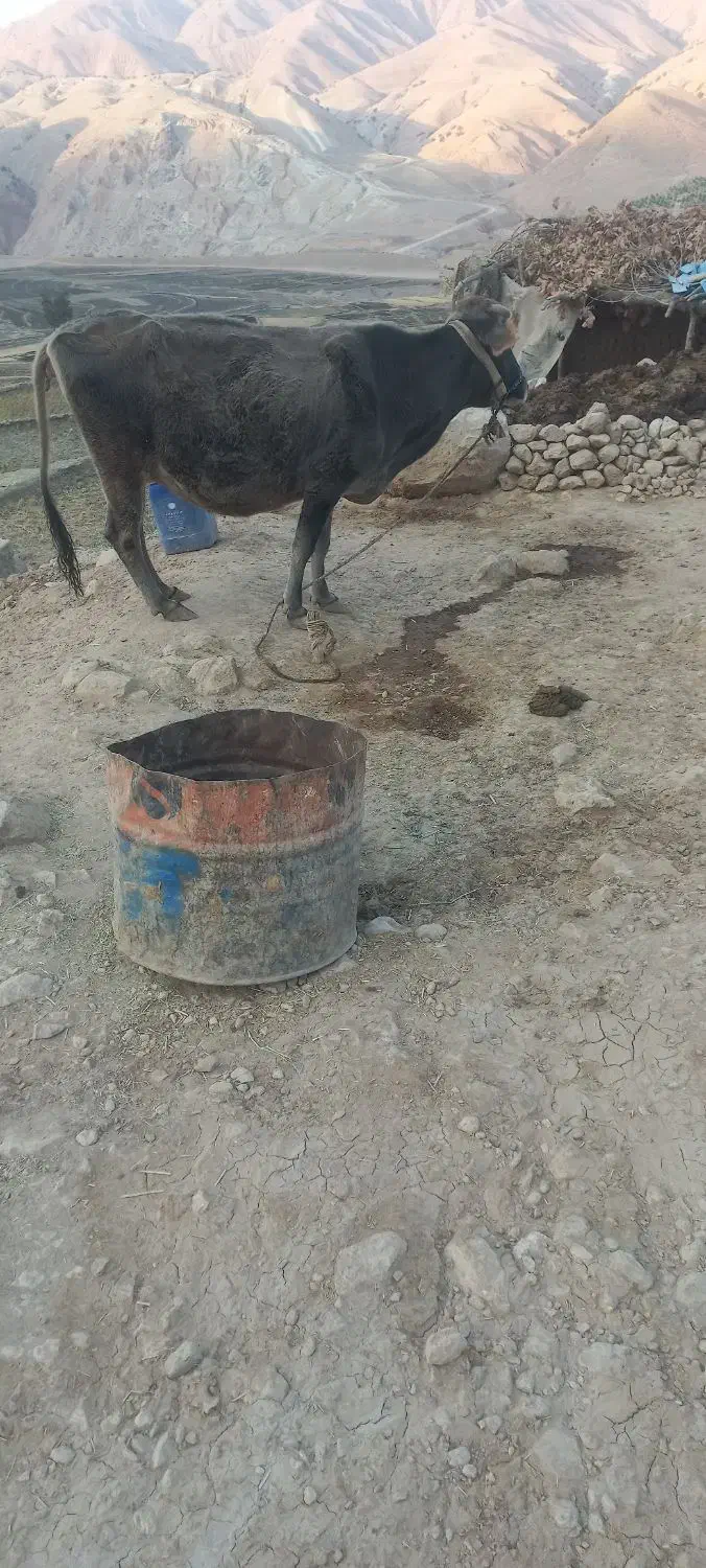 گاو|حیوانات مزرعه|منج, |دیوار