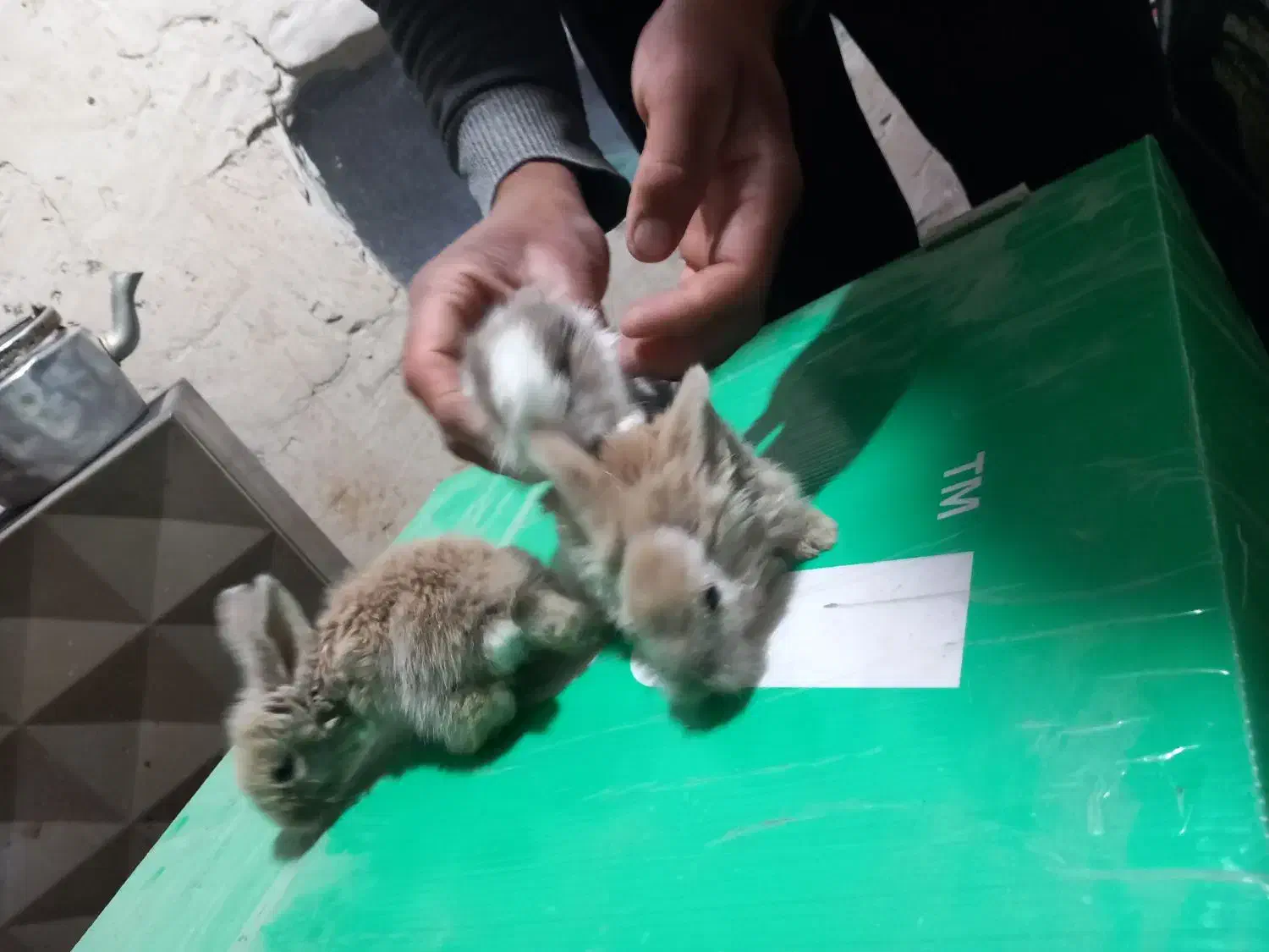 فروش بچه خرگوش|موش و خرگوش|مشهد, ادیب نیشابوری (شهرک غرب)|دیوار