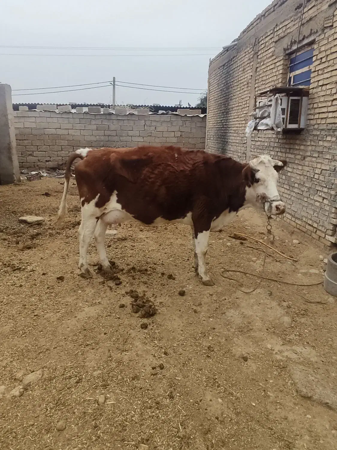 سوسنگرد|حیوانات مزرعه|سوسنگرد, |دیوار