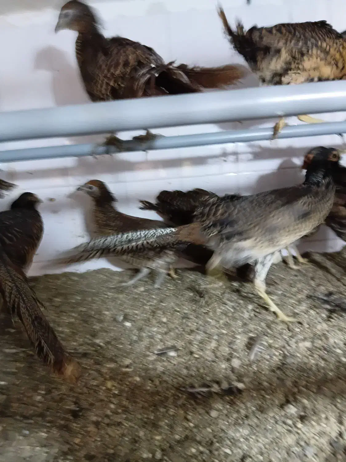 نیمچه مرغ و خروس زینتی بلژیکی و لیدی|حیوانات مزرعه|تبریز, |دیوار