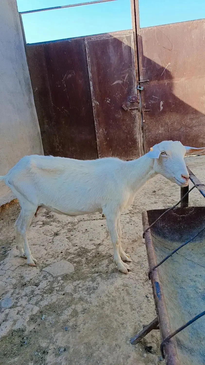 بز سانن با دوتا بزقاله زایمان چهاروم|حیوانات مزرعه|کاشمر, |دیوار