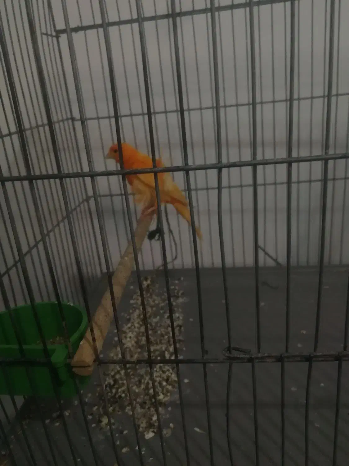 قناری فر لاکی خوشکل|پرنده|شیراز, کوشک میدان|دیوار