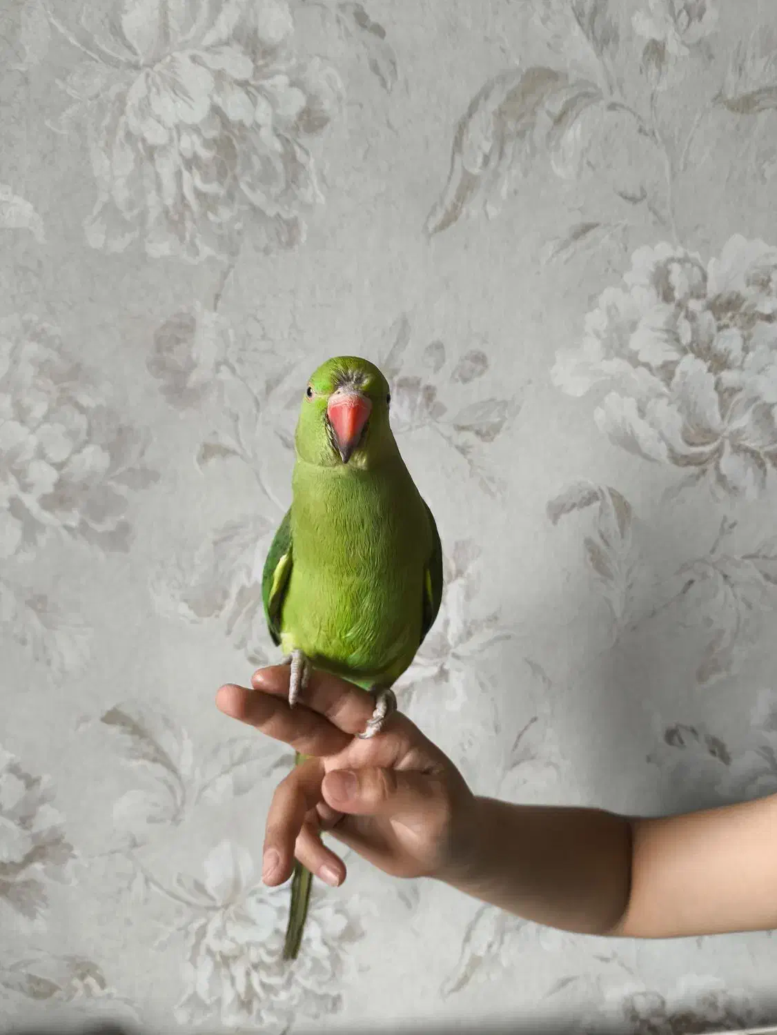 طوطی ملنگو|پرنده|سیرجان, |دیوار