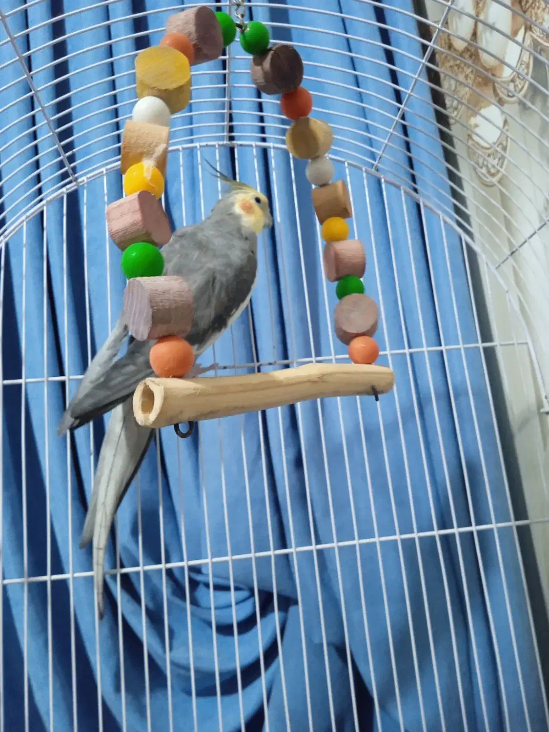 عروس هلندی|پرنده|الوند, |دیوار