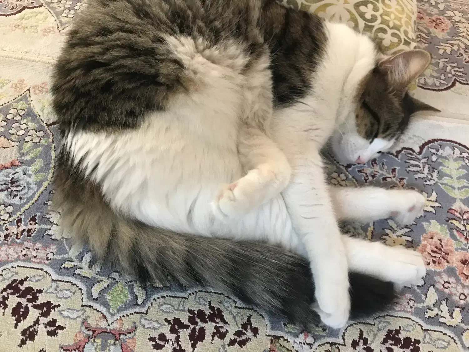 واگذاری حیوانات|گربه|نوشهر, |دیوار