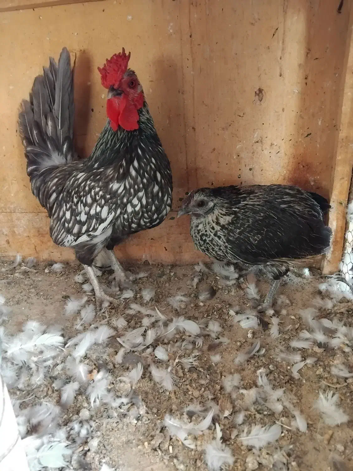 فروش یک جفت مرغ وخروس میناتور|حیوانات مزرعه|اشتهارد, |دیوار