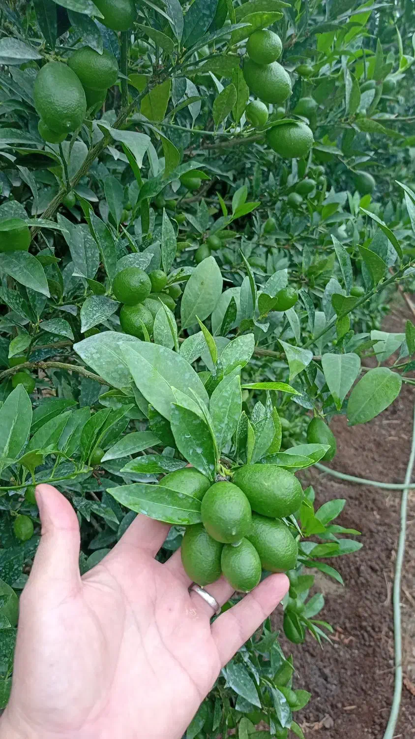 لیمو ترش لایم کوات|خوردنی و آشامیدنی|تهران, مجیدیه|دیوار