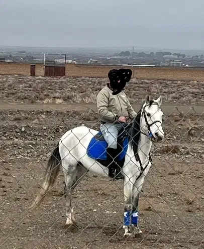 نریان ترکمن ۵سال|اسب و تجهیزات اسب‌سواری|مشهد, الهیه|دیوار