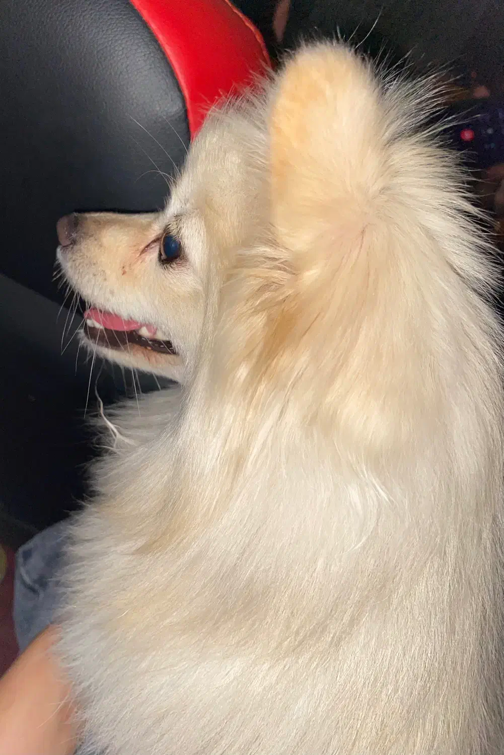 سگ پامر اشپیز|سگ|یزد, |دیوار