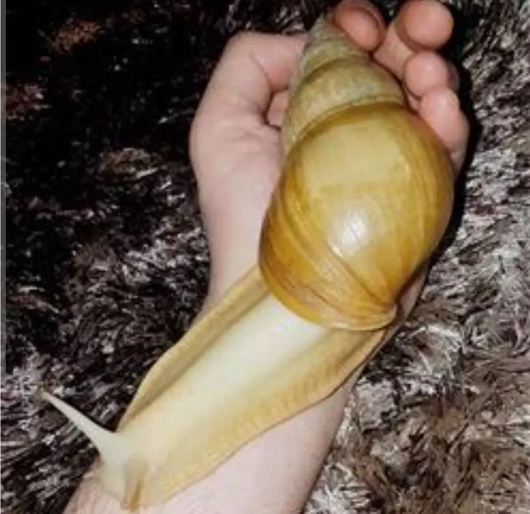 ۴ عدد حلزون بالغ|خزنده|سبزوار, شرق کال شمالی|دیوار