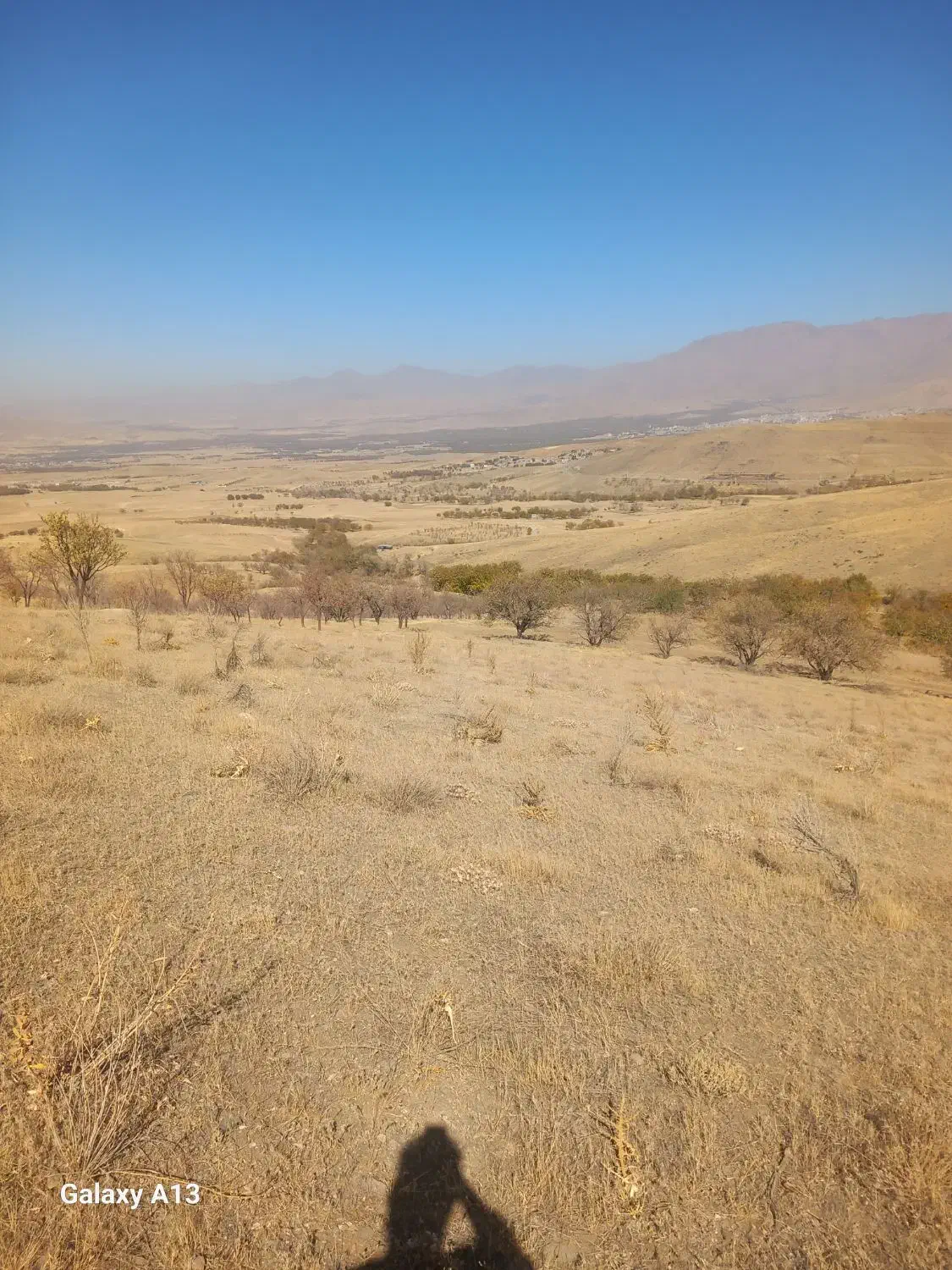 میش وبره گم شده دردارانی|حیوانات مزرعه|تویسرکان, |دیوار