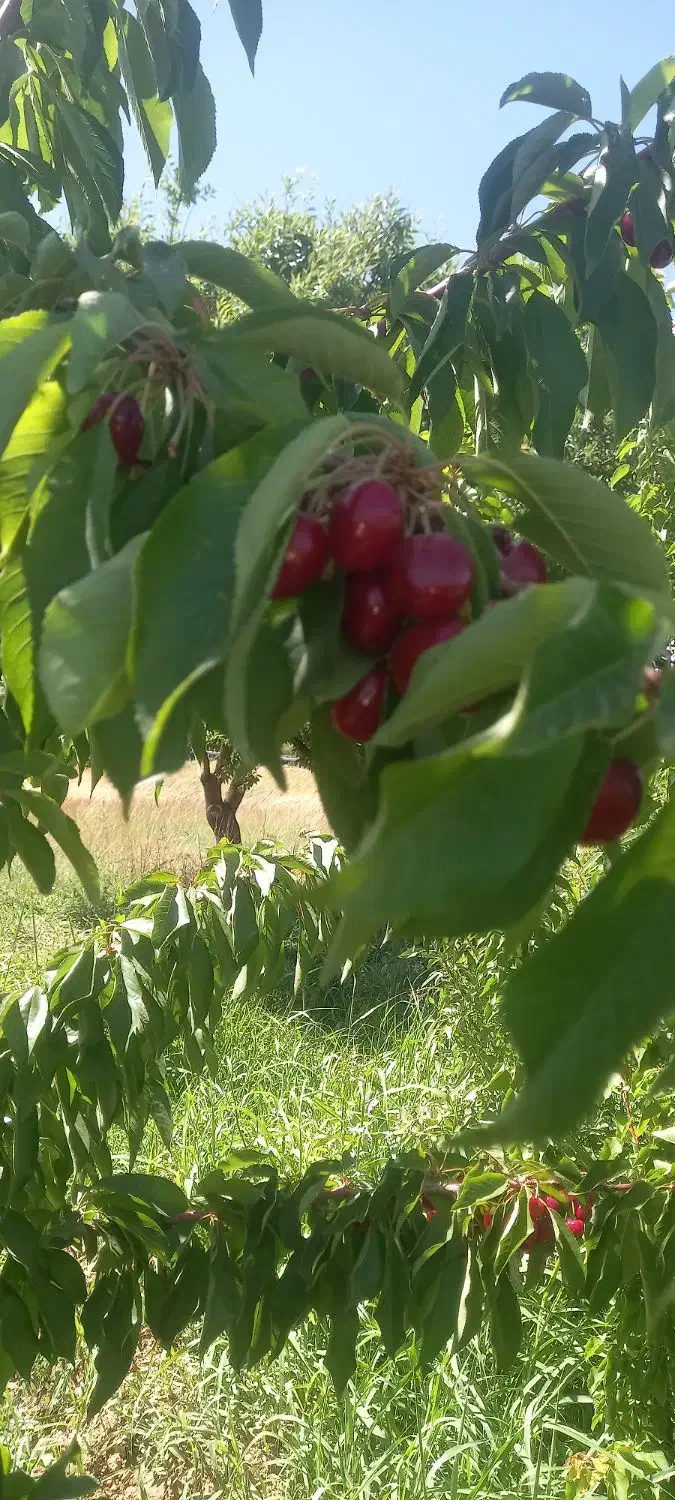 سلام باغ ویلایی نزدیک پل زمانخان|فروش زمین و ملک کلنگی|سامان, |دیوار