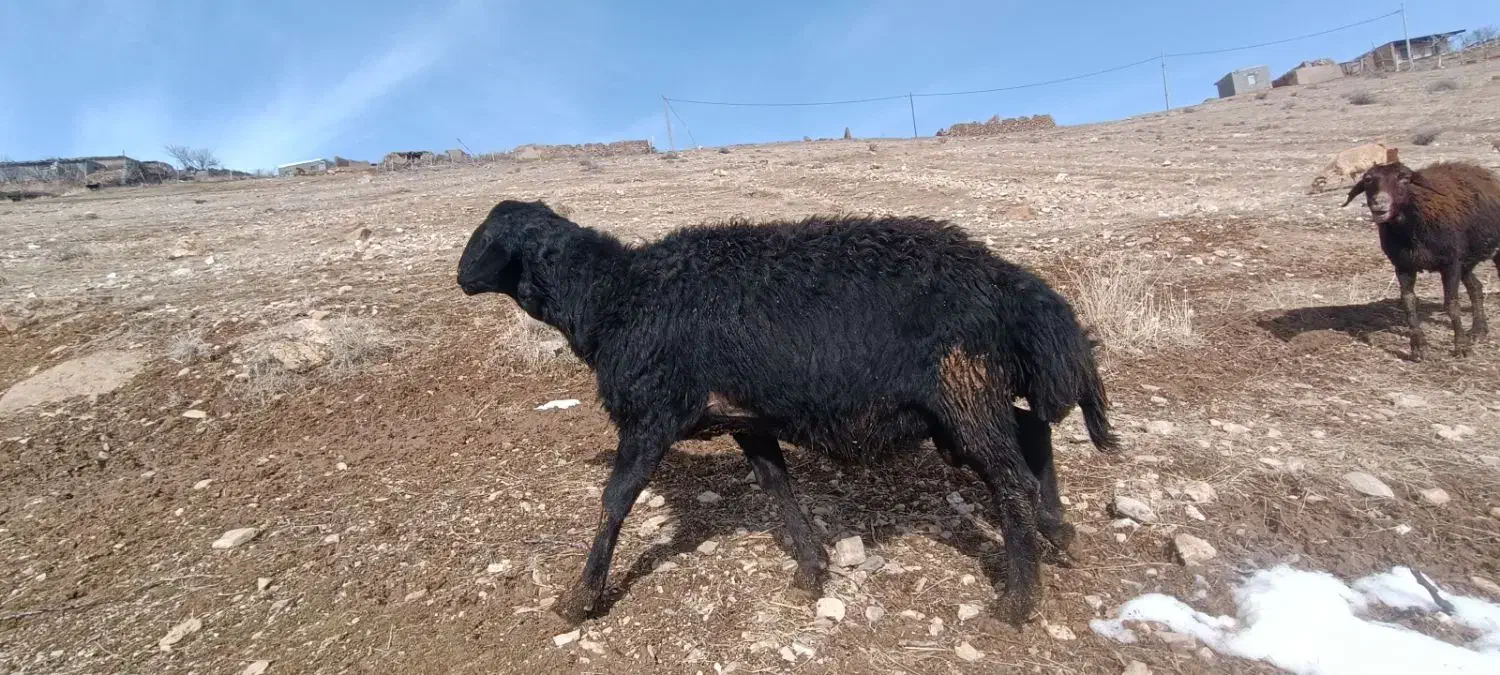 قوچ قره قزل|حیوانات مزرعه|ماهنشان, |دیوار