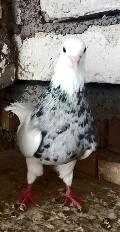 جفت طوقی درجه یک|پرنده|خرمشهر, |دیوار