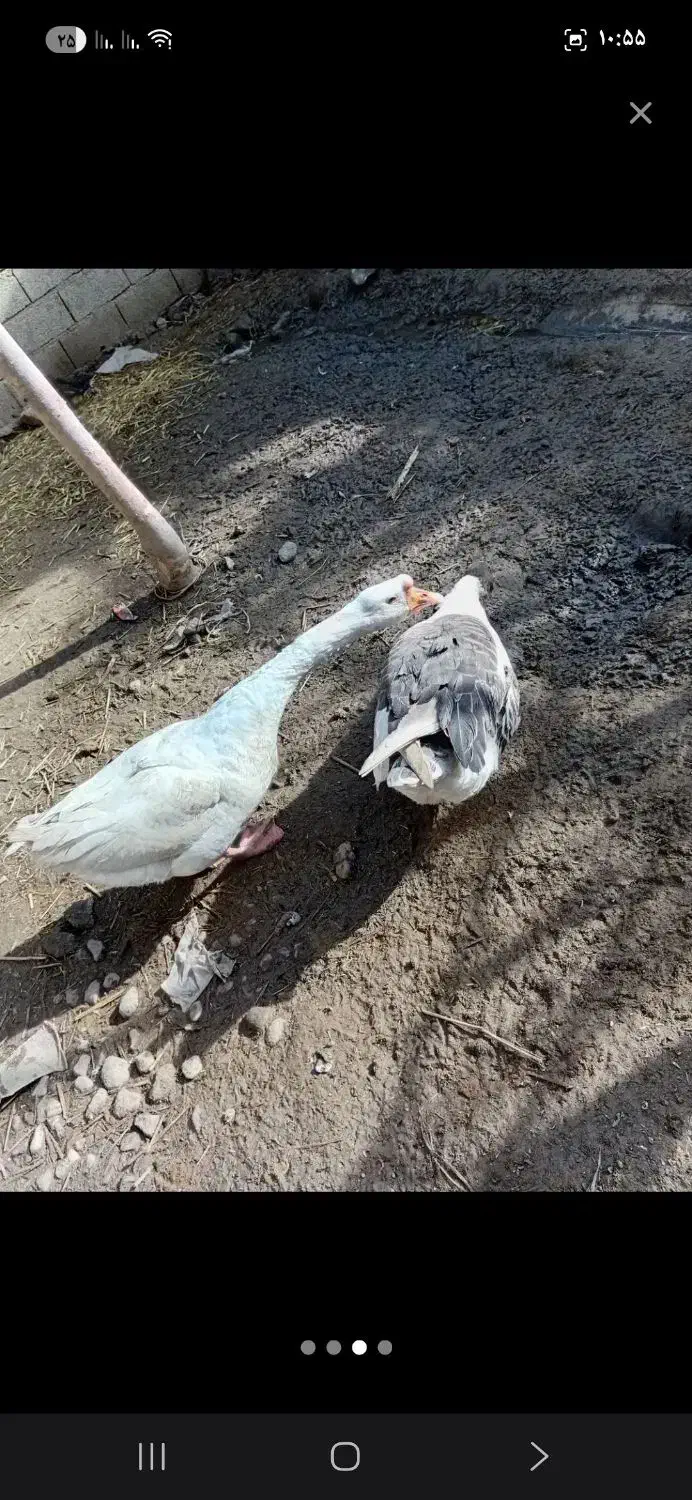 غوغاز|پرنده|کردکوی, |دیوار