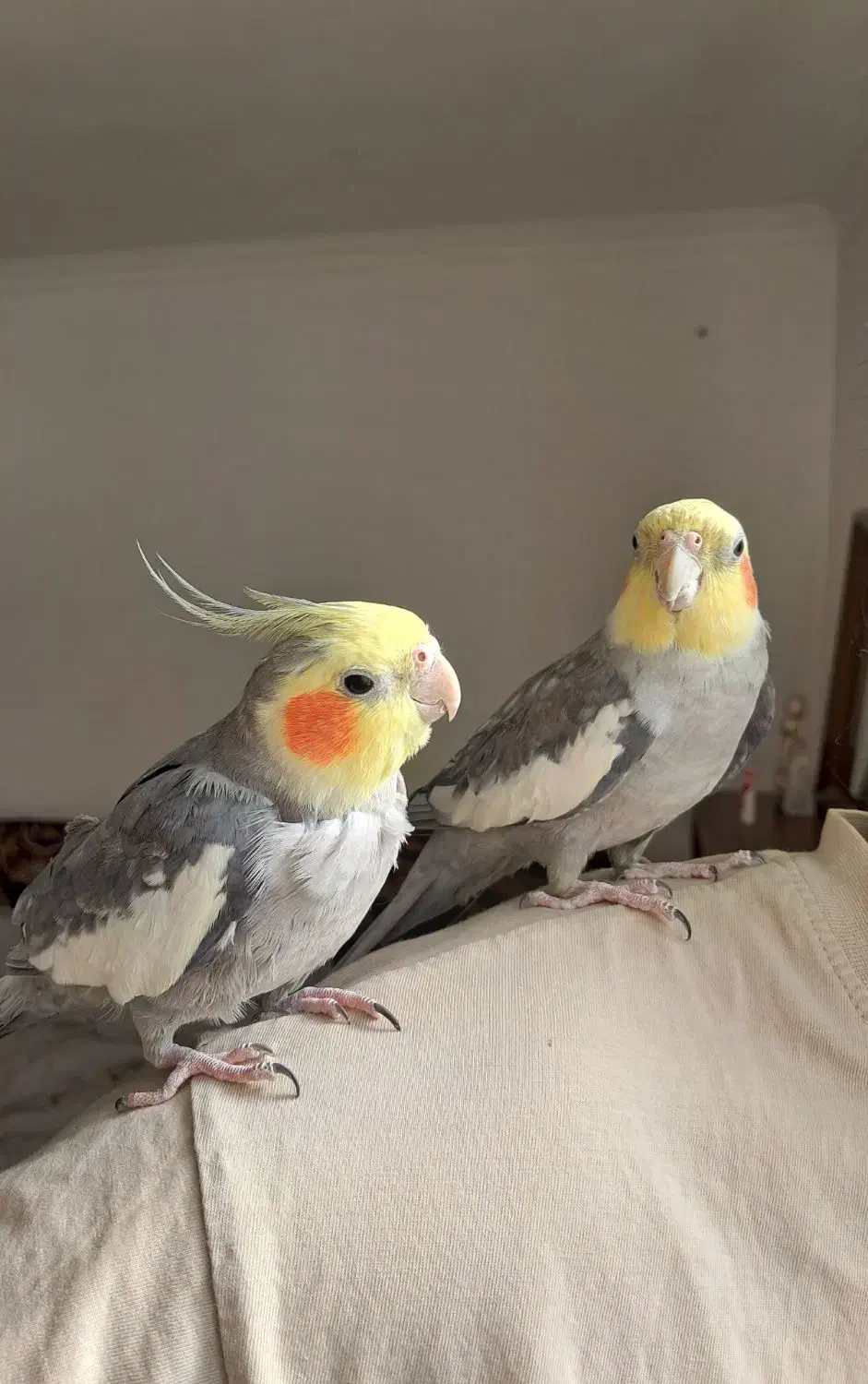 دوعدد عروس‌هلندی‌نر.دستی سخنگو|پرنده|قیدار, |دیوار