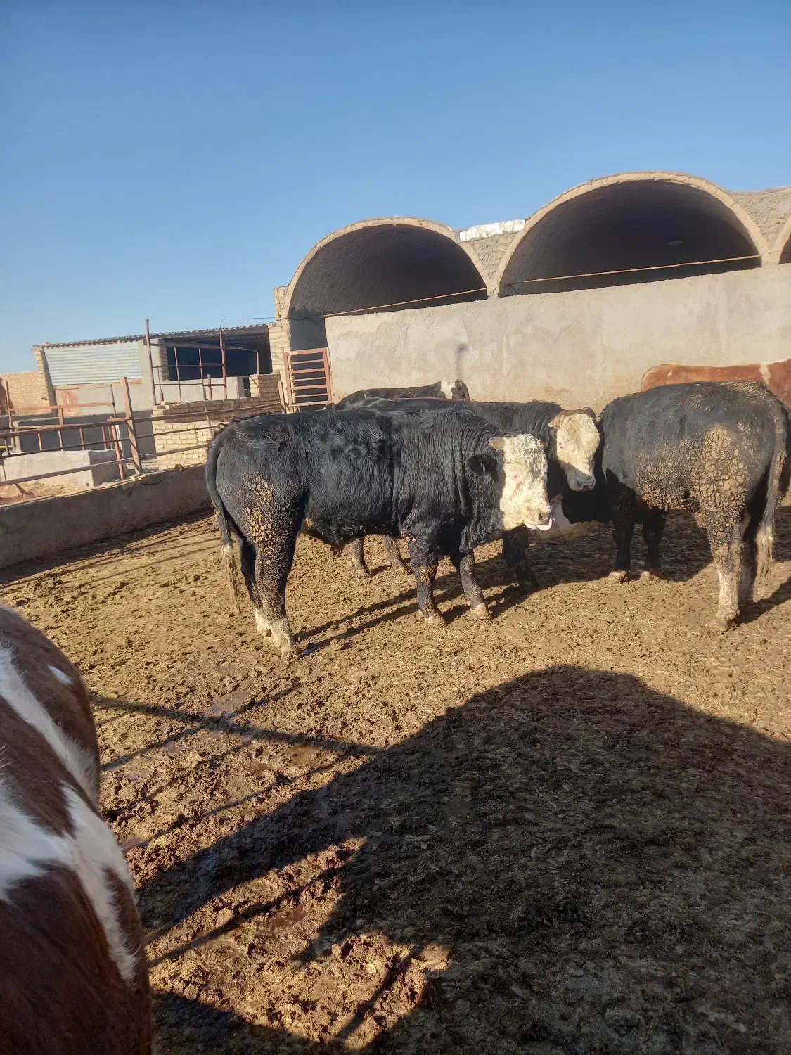 گوساله پرواری سمینتال|حیوانات مزرعه|ری, علایین|دیوار