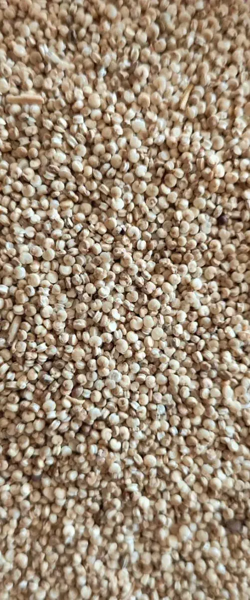 کینوا|خوردنی و آشامیدنی|شیراز, زند|دیوار