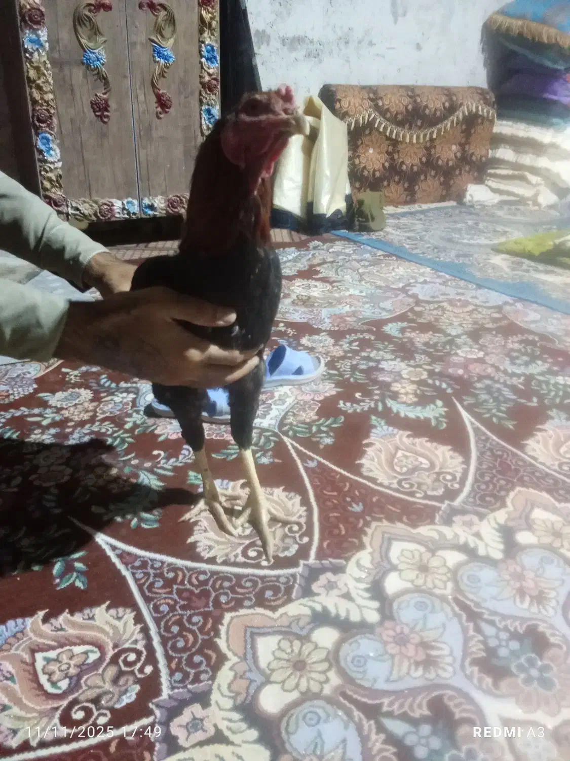 خروس لاری اصل ضمانتی|حیوانات مزرعه|سراوان, |دیوار