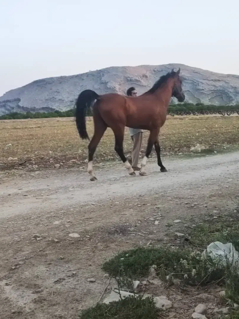 اسب دوسرچاپار اصیل شناسنامه دار|اسب و تجهیزات اسب‌سواری|شیراز, چنچنه|دیوار