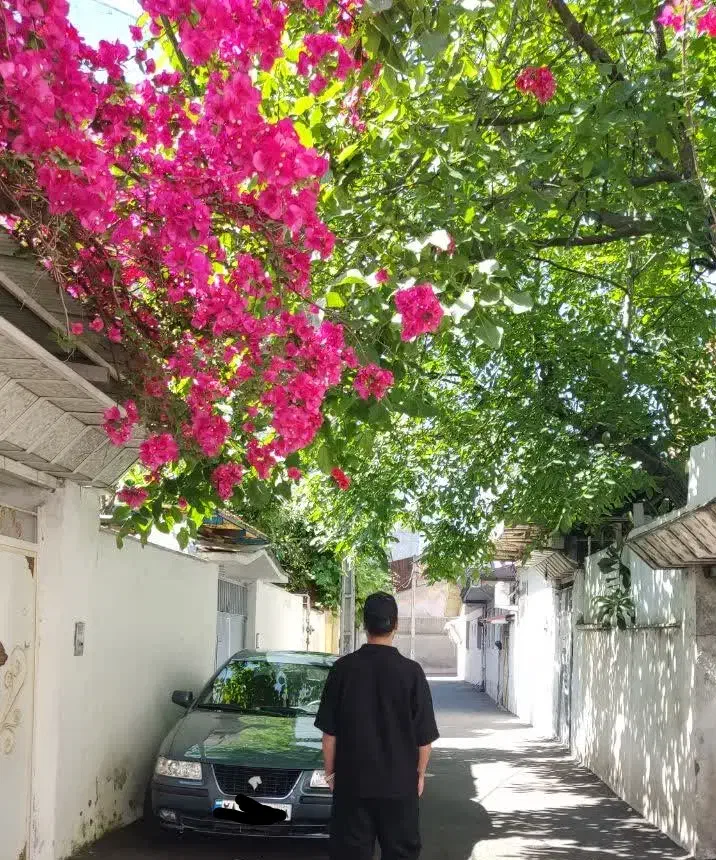 راننده با خودرو سمند هستم دربستی.شخصی  .آموزش|خدمات حمل و نقل|رشت, گلسار|دیوار