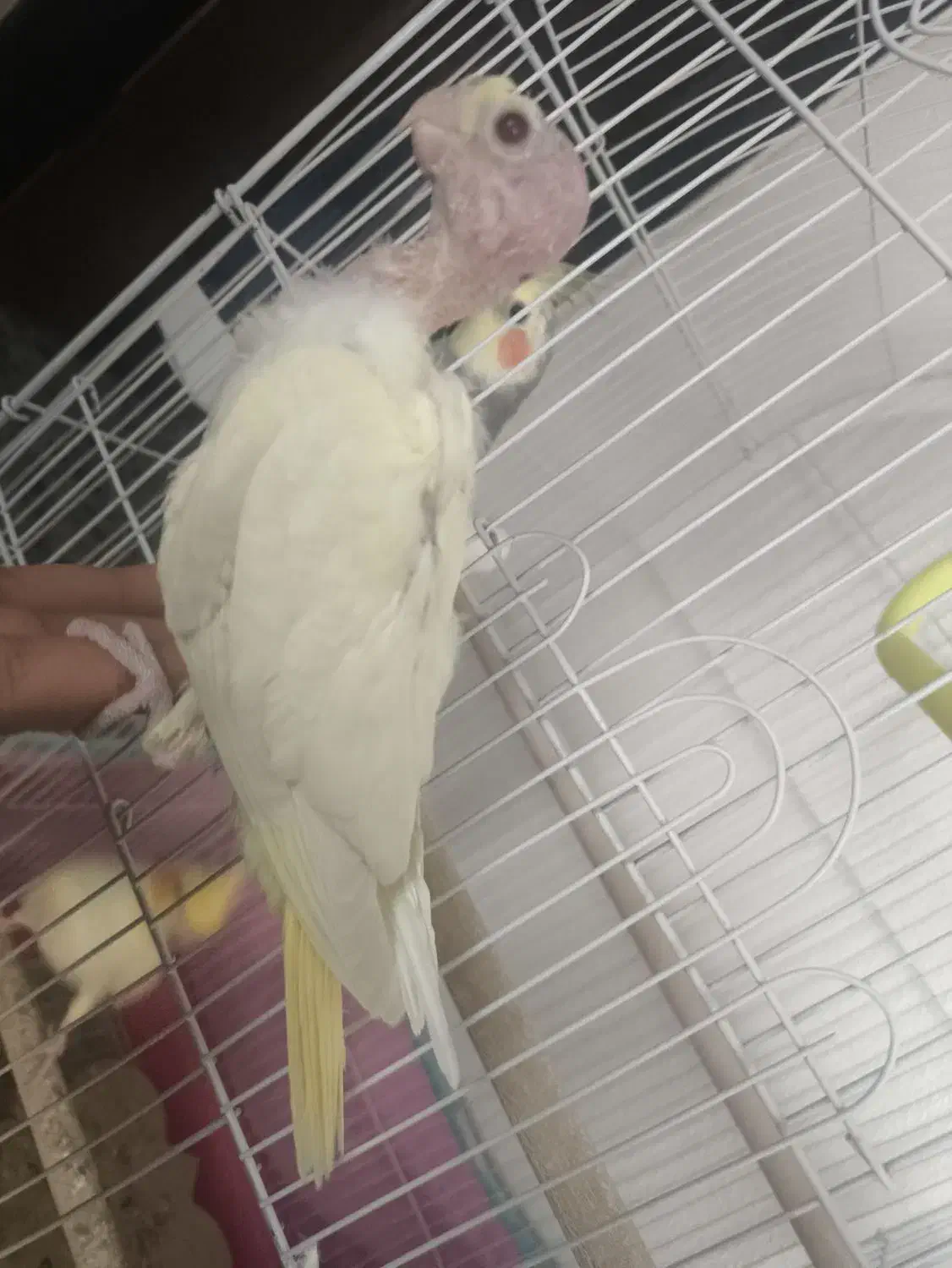 یک جفت عروس هلندی نروماده مولد همراه با یک جوجه|پرنده|داران, |دیوار