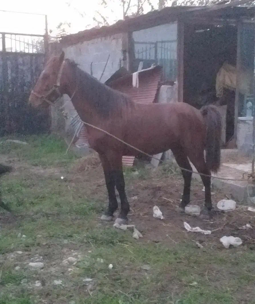 اسب دزدیده شده...|حیوانات|صومعه‌سرا, |دیوار