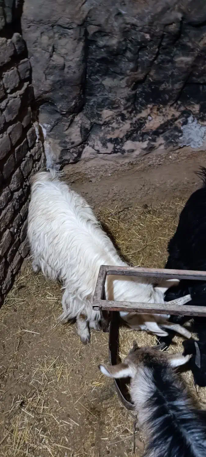 بزغاله|حیوانات مزرعه|کاشان, استرک|دیوار