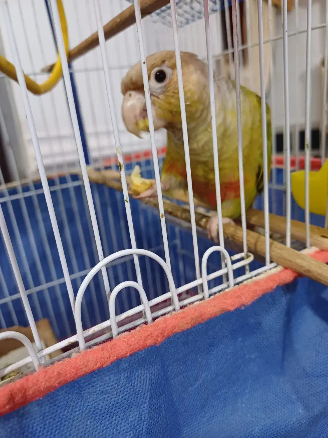 طوطی گرینچیک رودان|پرنده|رودان, |دیوار