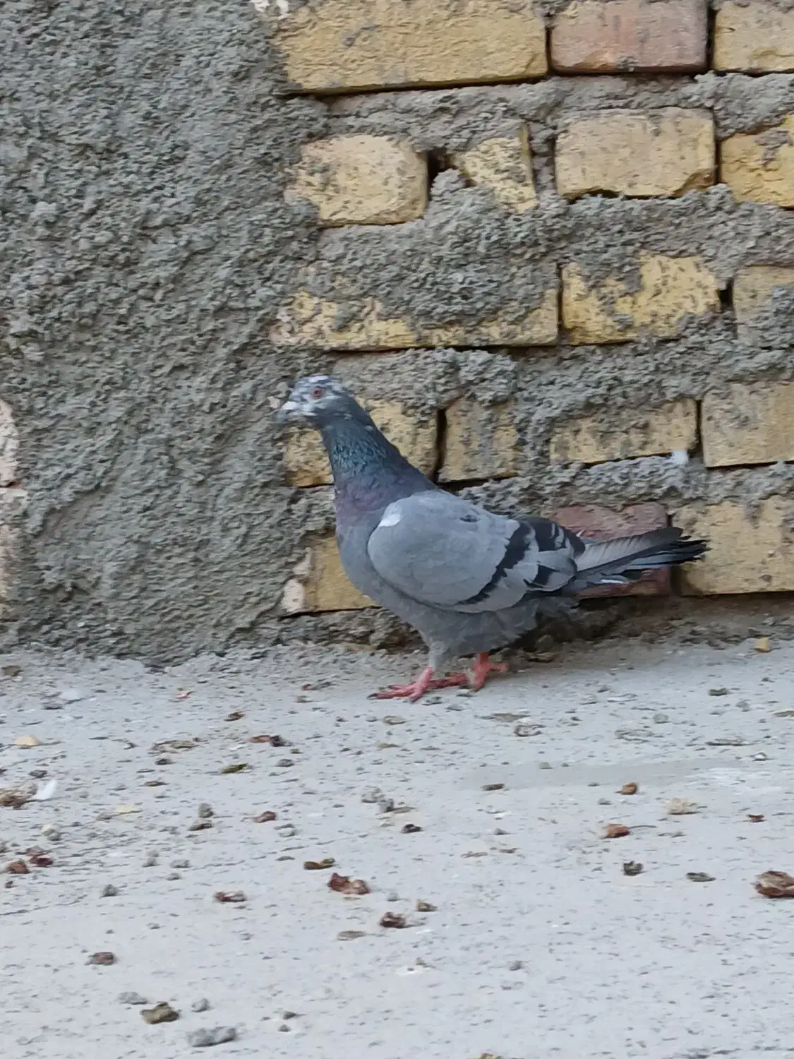 سرور|پرنده|یزد, |دیوار