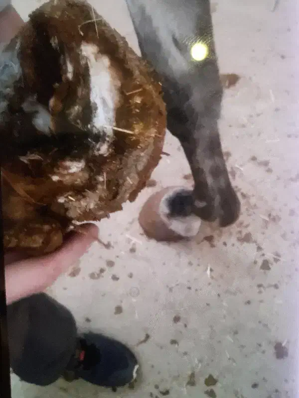 نعلبندی اسب|اسب و تجهیزات اسب‌سواری|بومهن, |دیوار