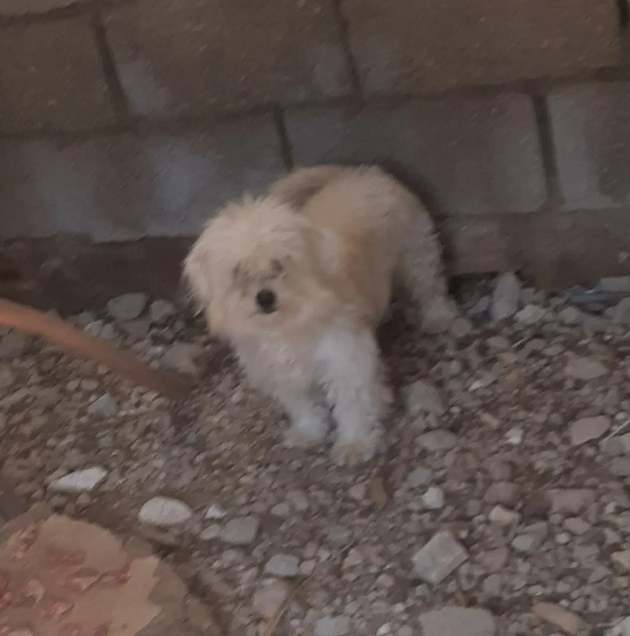 توله سگ|سگ|بهبهان, |دیوار