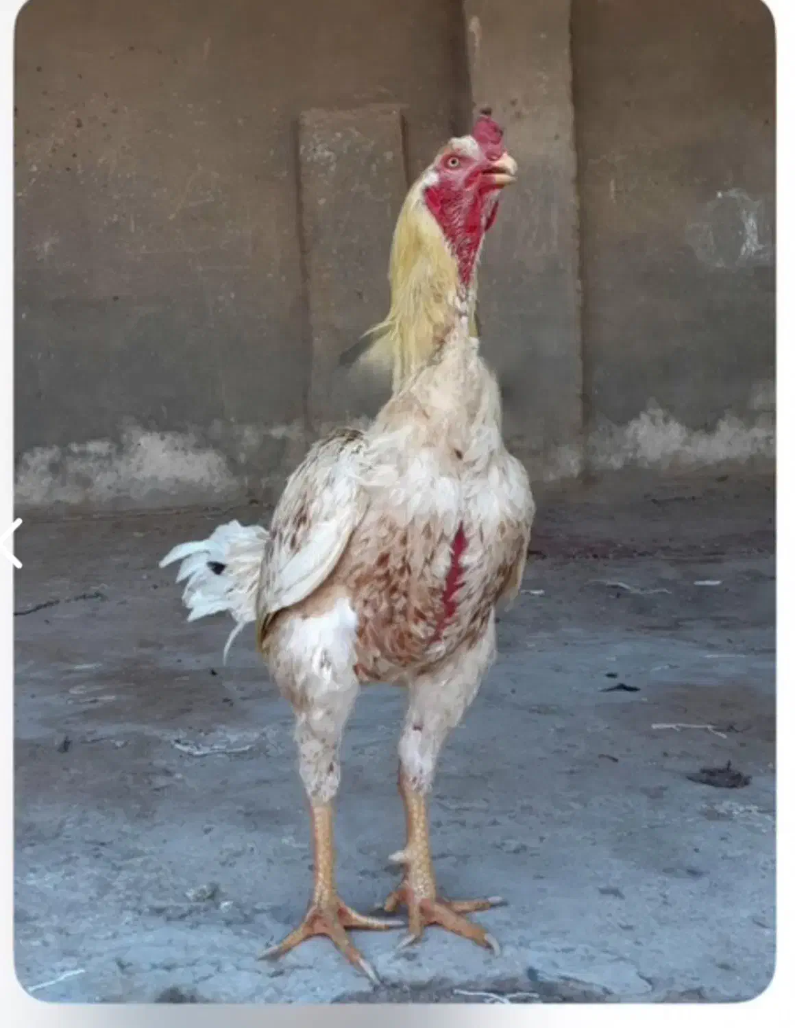 خروس لاری افغان|حیوانات مزرعه|شاهین دژ, |دیوار