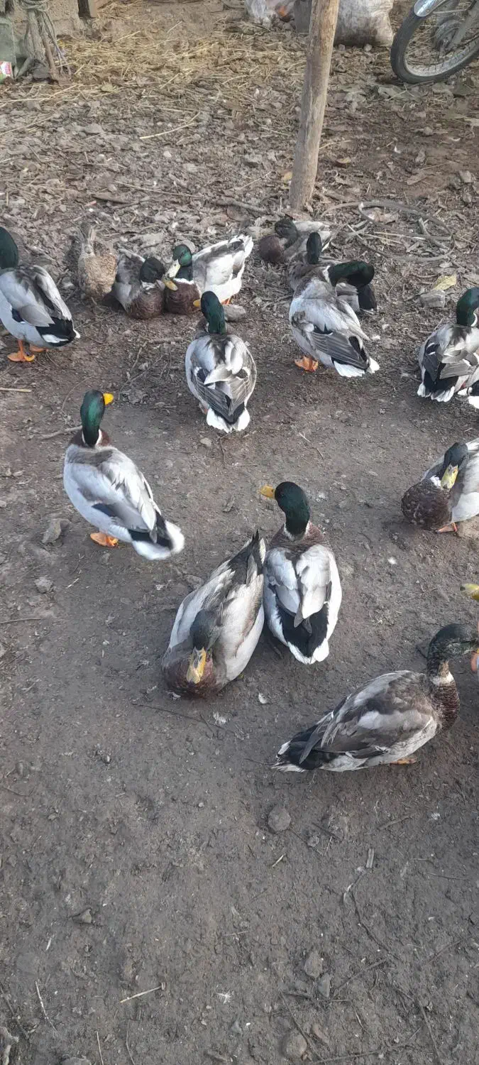 فروش اردک|حیوانات مزرعه|فومن, |دیوار