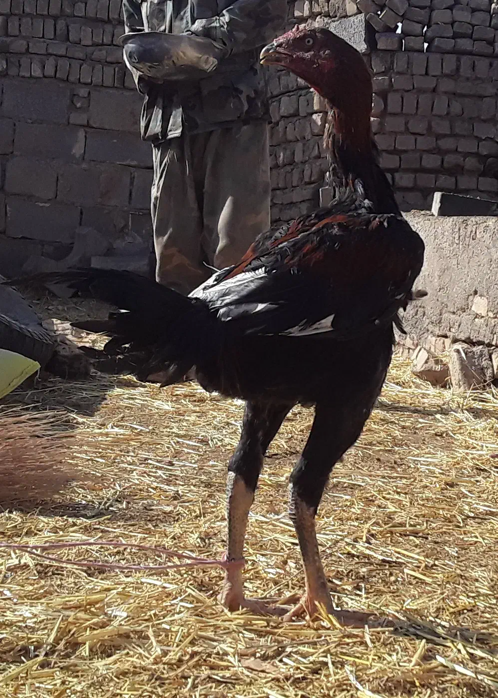 مرغ خروس لاری|حیوانات مزرعه|تربت جام, معدآباد|دیوار