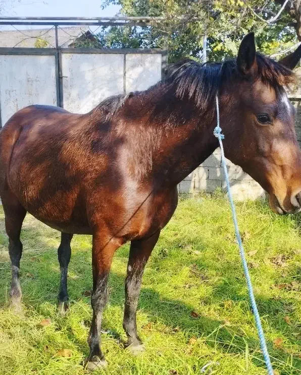 مادیان 6سال  آبستن|اسب و تجهیزات اسب‌سواری|پره‌سر, |دیوار